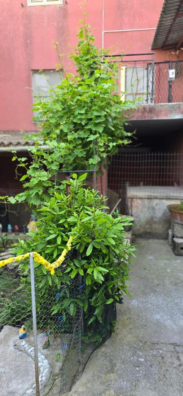 Appartamento In Casa Con Cortili Ad Arbus - Sardegna Ngoại thất bức ảnh