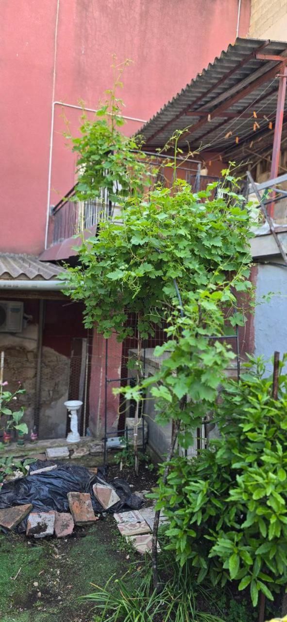 Appartamento In Casa Con Cortili Ad Arbus - Sardegna Ngoại thất bức ảnh